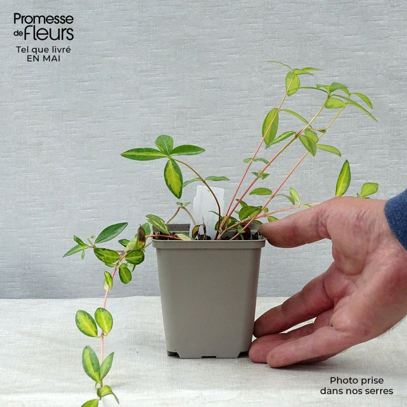 Vinca minor Illumination 8/9 cm pot sample as delivered in spring