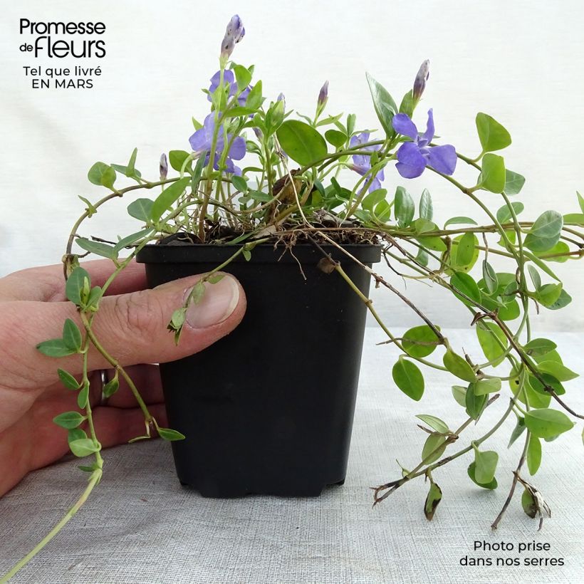 Vinca minor Marie 8/9 cm pot sample as delivered in winter
