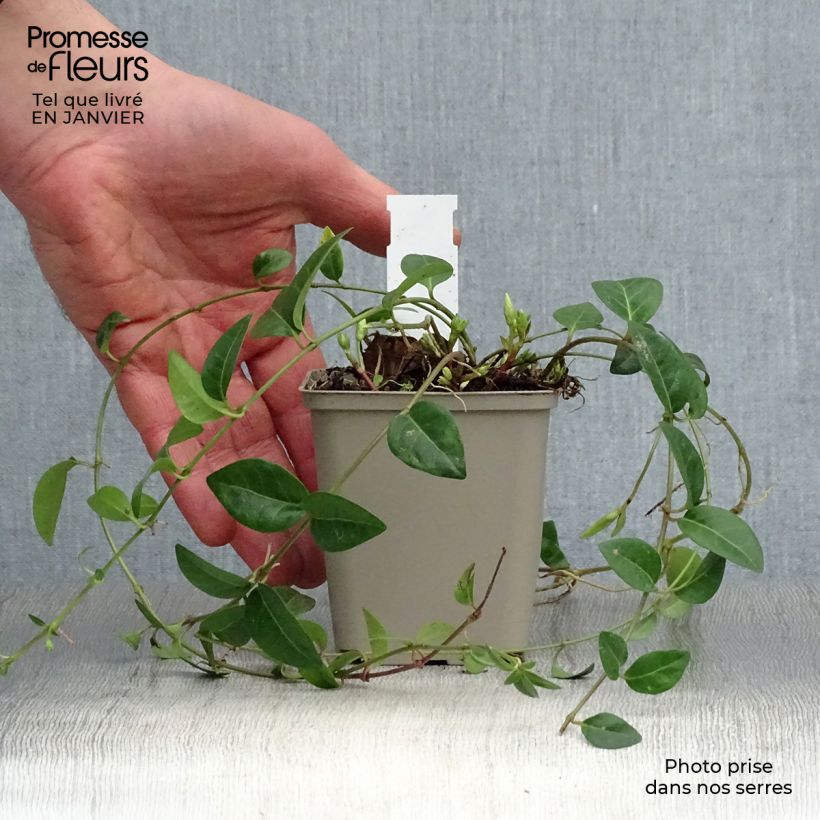 Vinca minor White Power 8/9 cm pot sample as delivered in winter