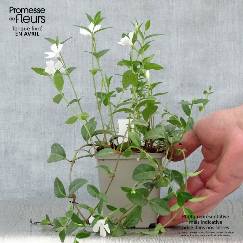 Vinca minor White Power 8/9 cm pot sample as delivered in spring