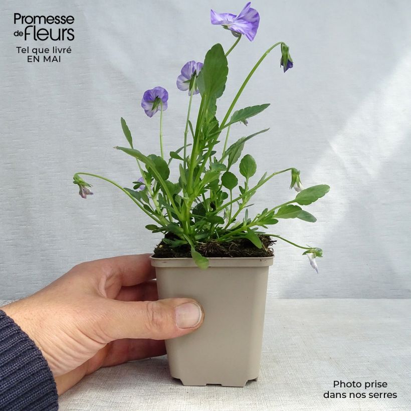 Viola cornuta Columbine 8/9 cm pot sample as delivered in spring