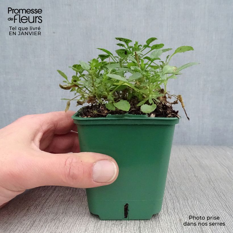 Viola cornuta Columbine 8/9 cm pot sample as delivered in winter