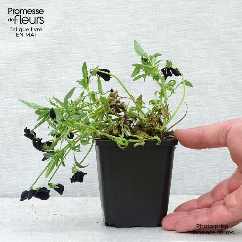 Viola cornuta Molly Sanderson 8/9 cm pot sample as delivered in spring