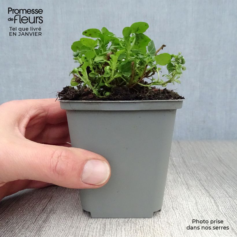 Viola cornuta Molly Sanderson 8/9 cm pot sample as delivered in winter