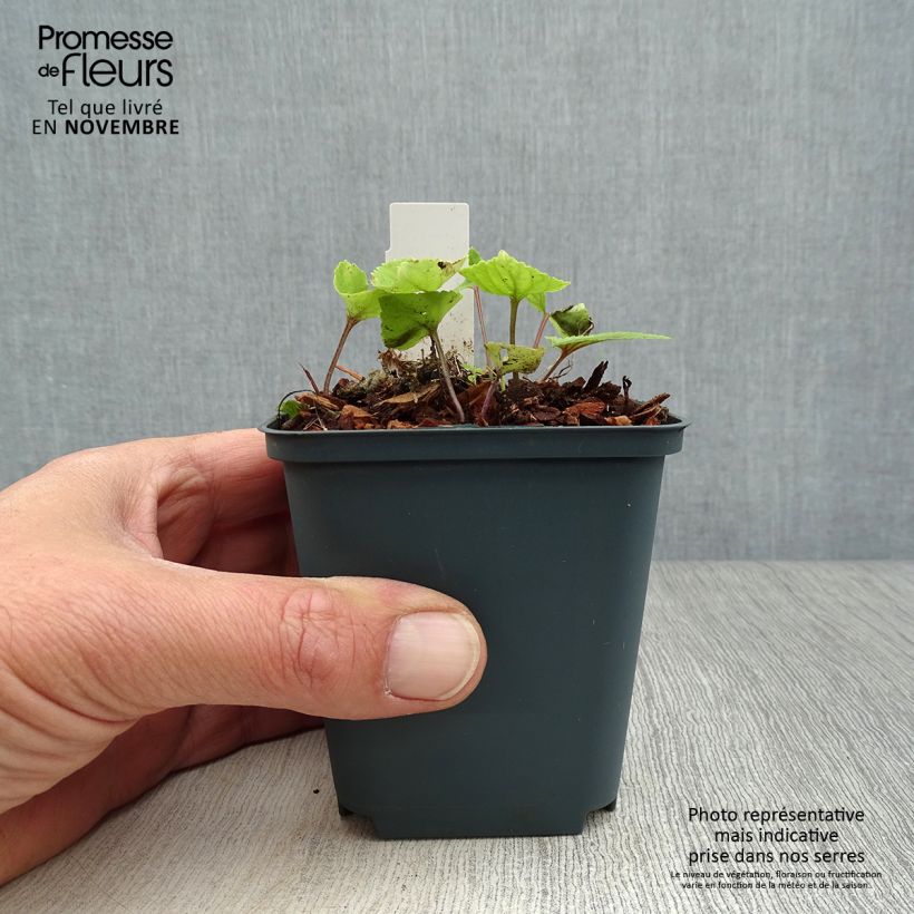 Viola koreana Mars 8/9 cm pot sample as delivered in autumn