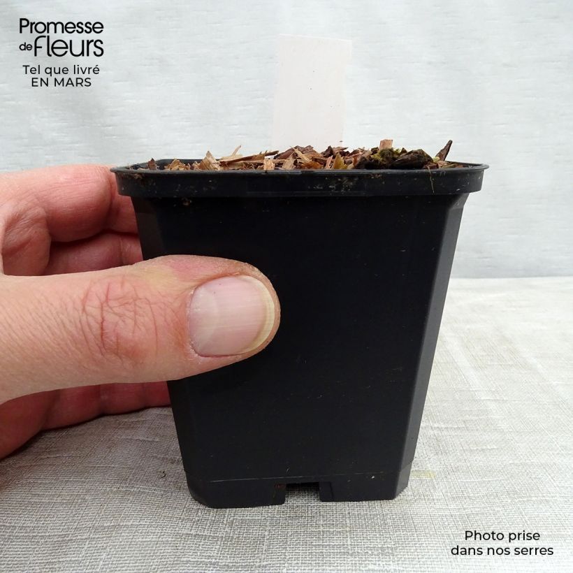 Viola koreana Mars 8/9 cm pot sample as delivered in spring