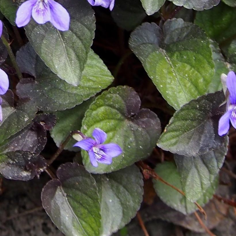 Viola riviniana var. purpurea (Foliage)