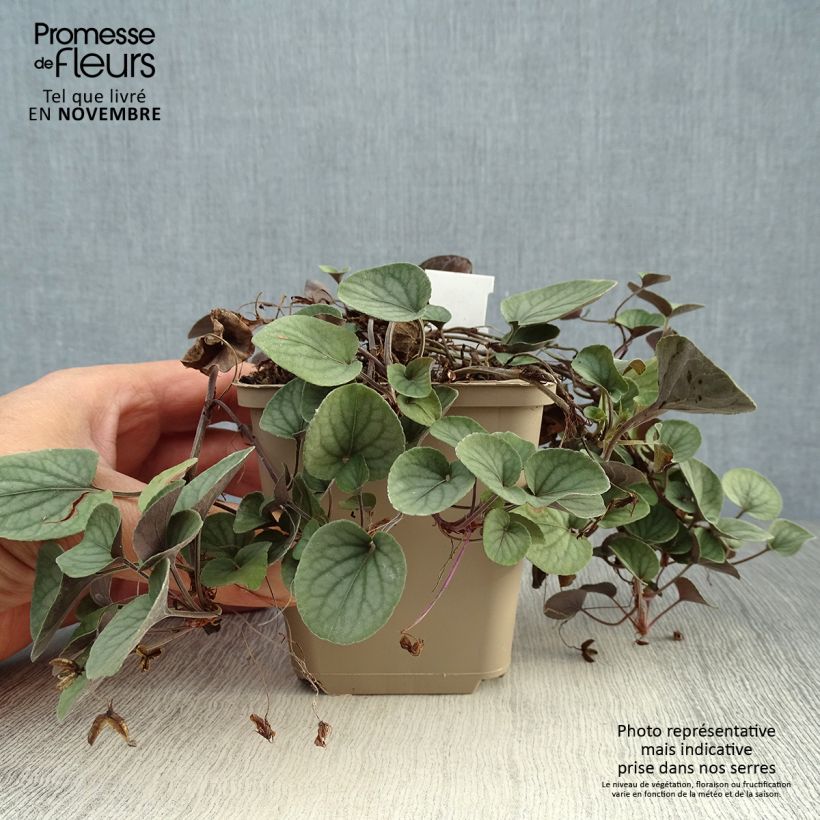 Viola walteri Silver Gem 8/9 cm pot sample as delivered in autumn