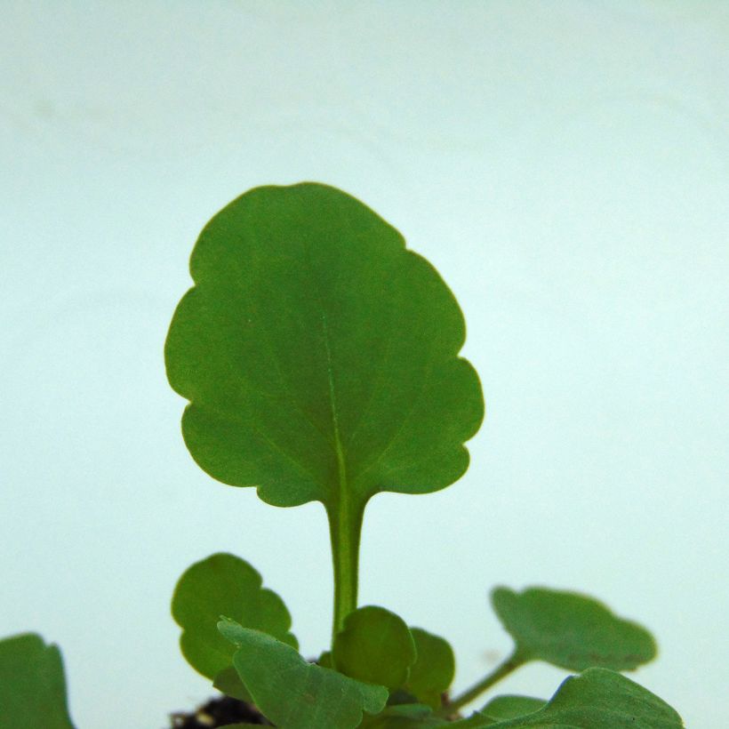 Viola Sorbet XP Lemon Ice Blotch - Viola cornuta (Foliage)