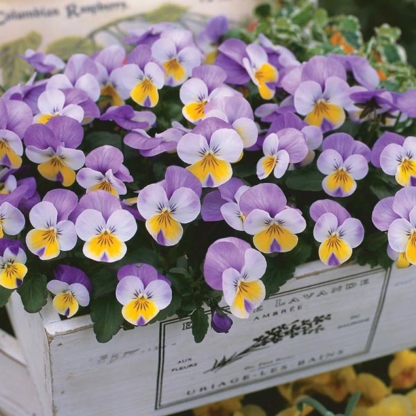 Viola cornuta F1 Kitty Surprise - Horned Pansy (Plant habit)