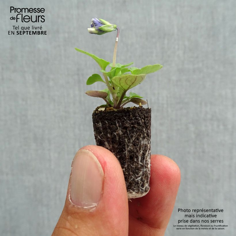Viola cornuta Sorbet Delft Blue mini plug Plug plant 1.5/2.5 cm sample as delivered in autumn