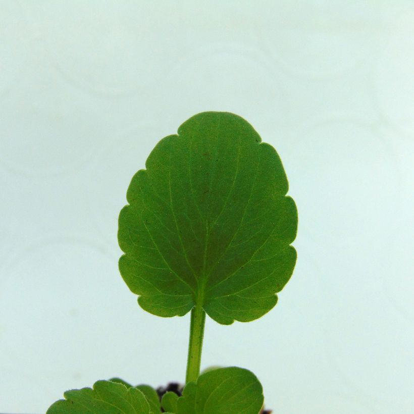 Viola Sorbet XP Raspberry - Horned Pansy (Foliage)