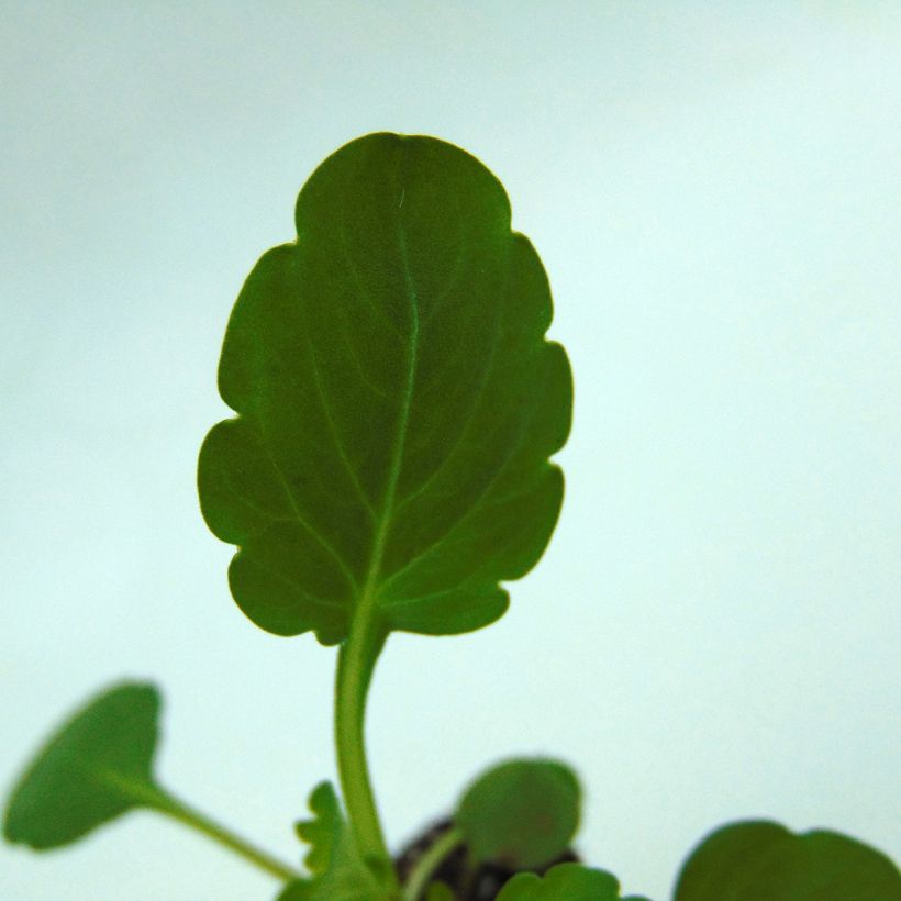 Viola cornuta Sorbet XP True Blue - Horned pansy (Foliage)