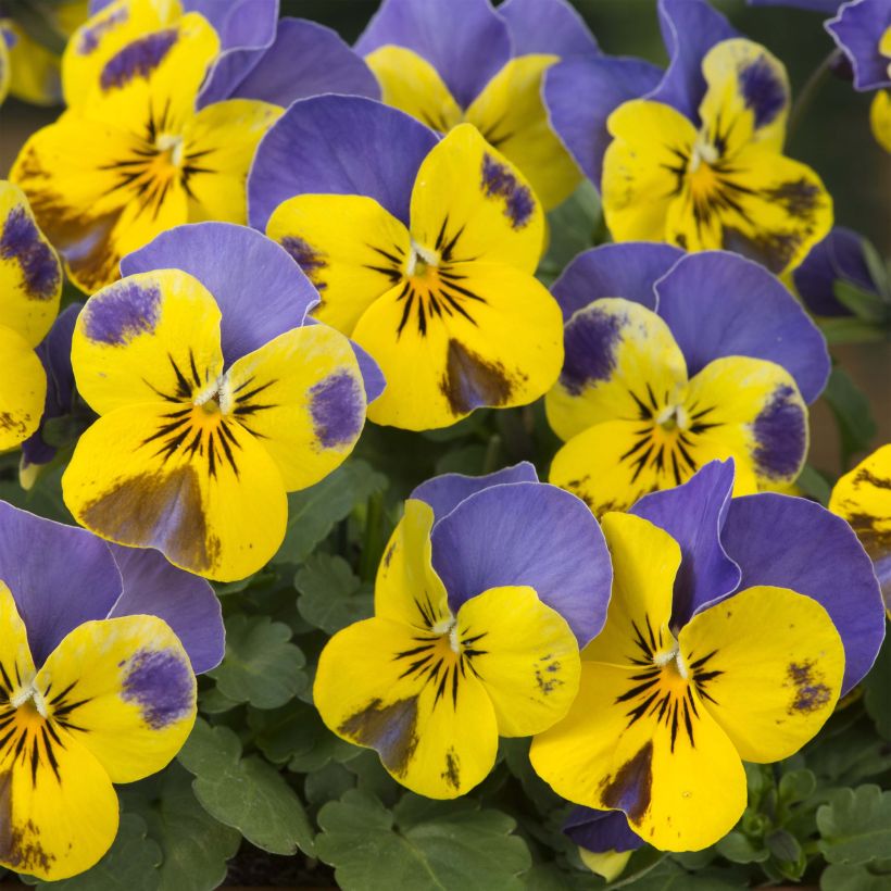 Viola cornuta Sorbet Yellow Blue Jump Up plug plant (Flowering)