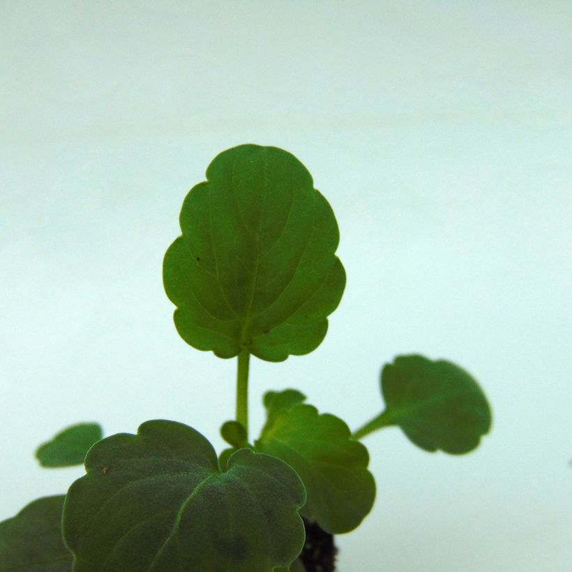 Viola Sorbet XP Blackberry - Horned Pansy (Foliage)