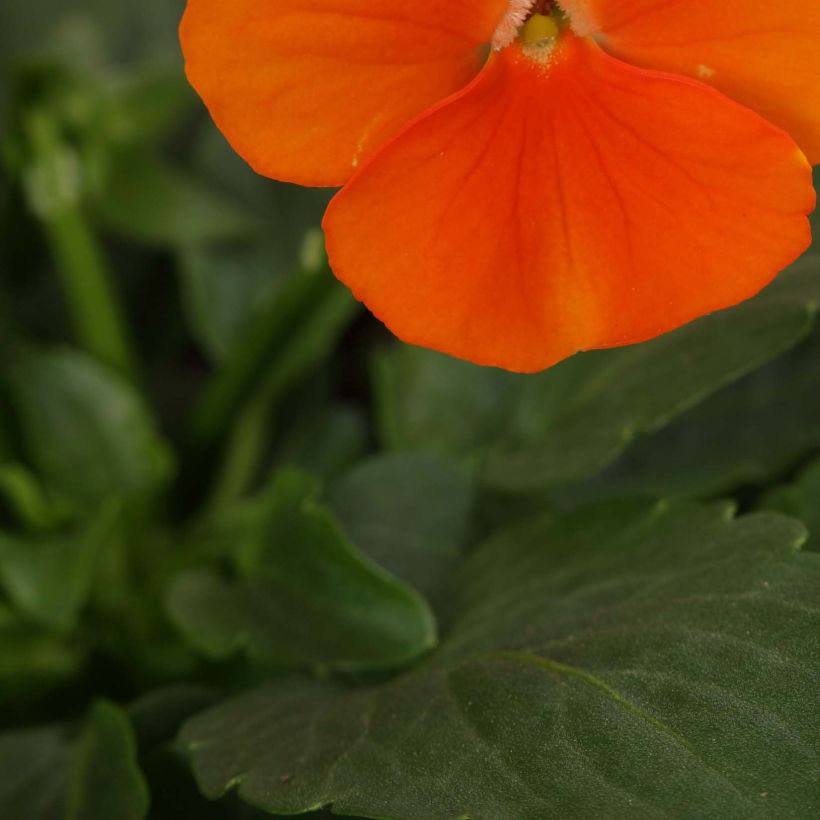 Viola Sorbet XP Deep Orange - Viola cornuta (Foliage)