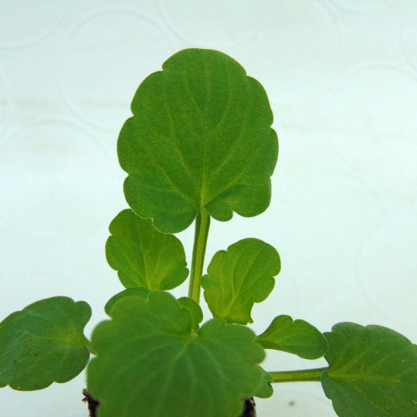 Viola cornuta Sorbet Delft Blue mini plug (Foliage)