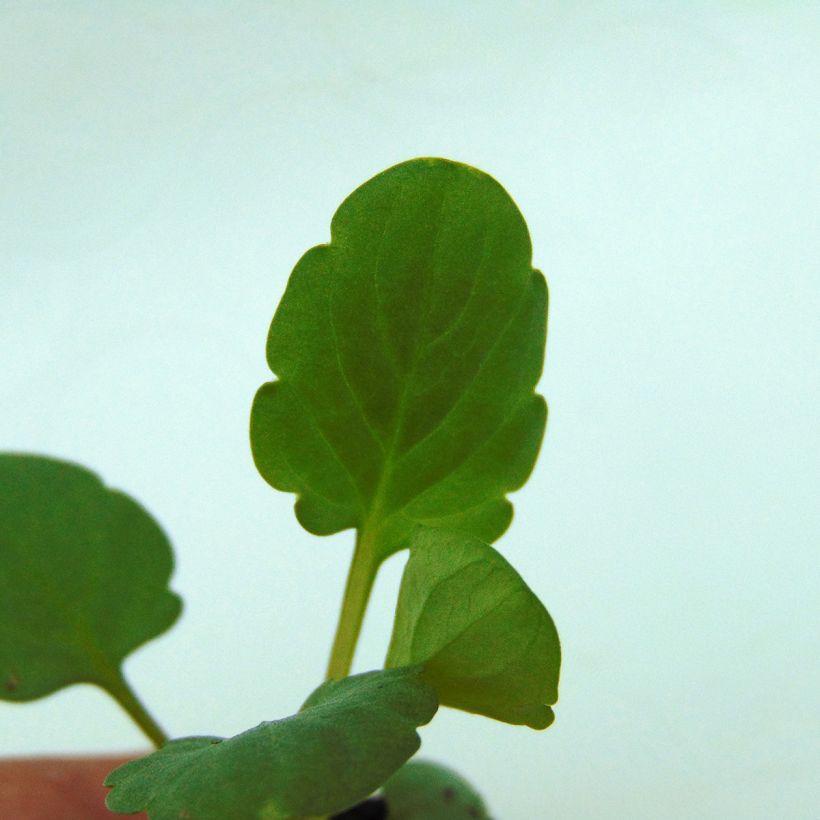 Viola cornuta Sorbet Xp F1 Blue Blotch (Foliage)