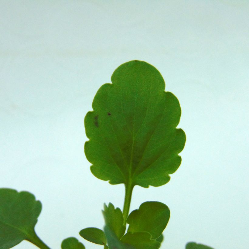 Viola Sorbet XP White - Viola cornuta (Foliage)