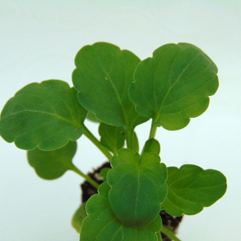 Viola Sorbet XP Lemon Jump-Up - Horned Pansy (Foliage)