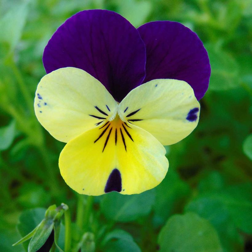Viola Sorbet XP Lemon Jump-Up - Horned Pansy (Flowering)