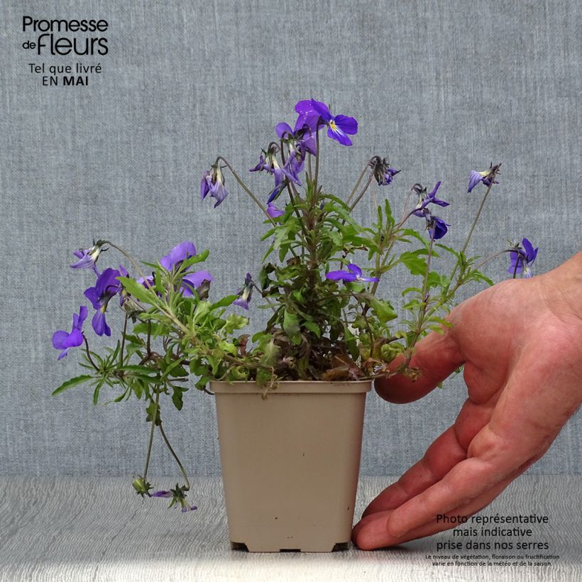 Viola corsica  8/9 cm pot sample as delivered in spring