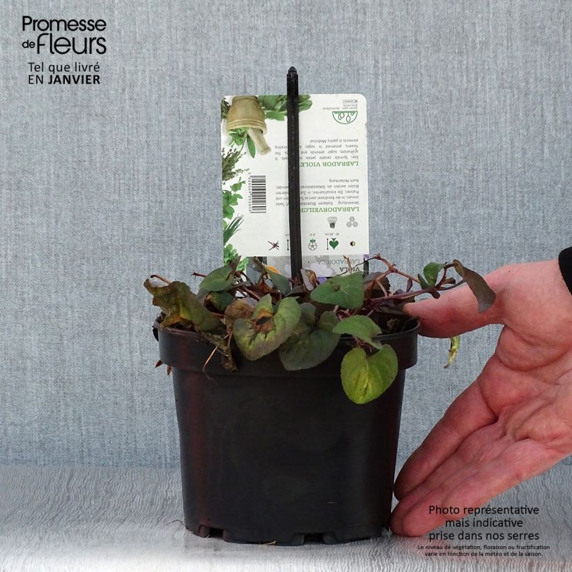 Viola riviniana var. purpurea  1.5L/2L pot sample as delivered in winter