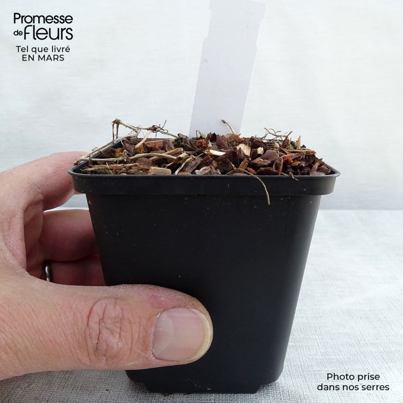 Viola hederacea  8/9 cm pot sample as delivered in winter