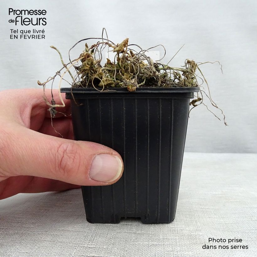 Viola odorata Königin Charlotte 8/9 cm pot sample as delivered in winter