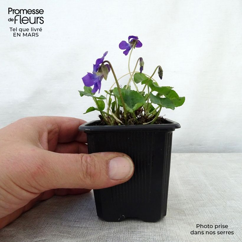 Viola x odorata Mrs Pinehurst 8/9 cm pot sample as delivered in spring
