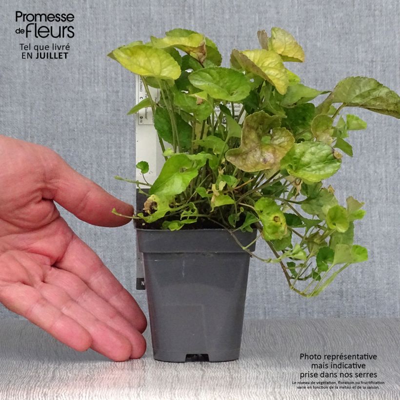 Viola suavis Parme de Toulouse 7/8 cm pot sample as delivered in summer