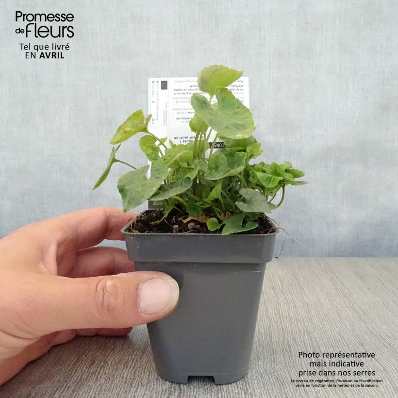 Viola suavis Parme de Toulouse 7/8 cm pot sample as delivered in spring