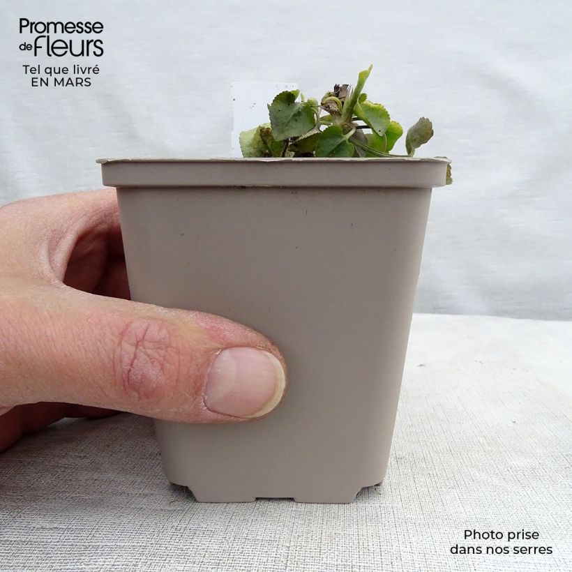 Viola odorata 8/9 cm pot sample as delivered in spring