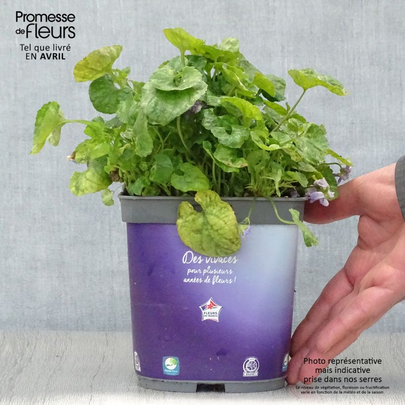 Viola odorata Plena 2L/3L pot sample as delivered in spring