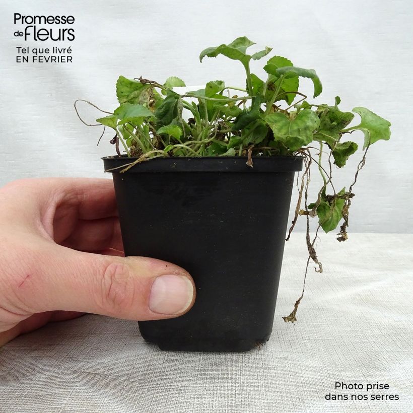 Viola odorata Red Charm 8/9 cm pot sample as delivered in winter