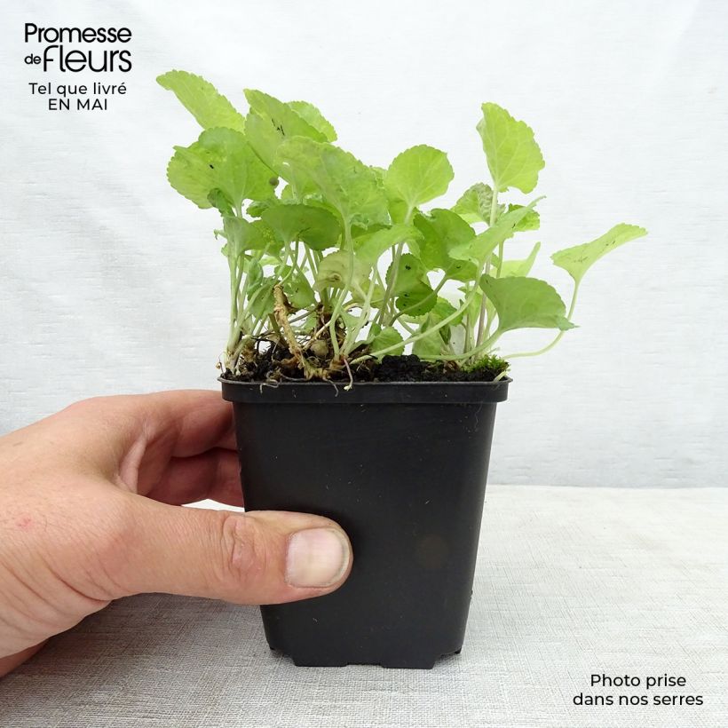 Viola odorata Red Charm 8/9 cm pot sample as delivered in spring