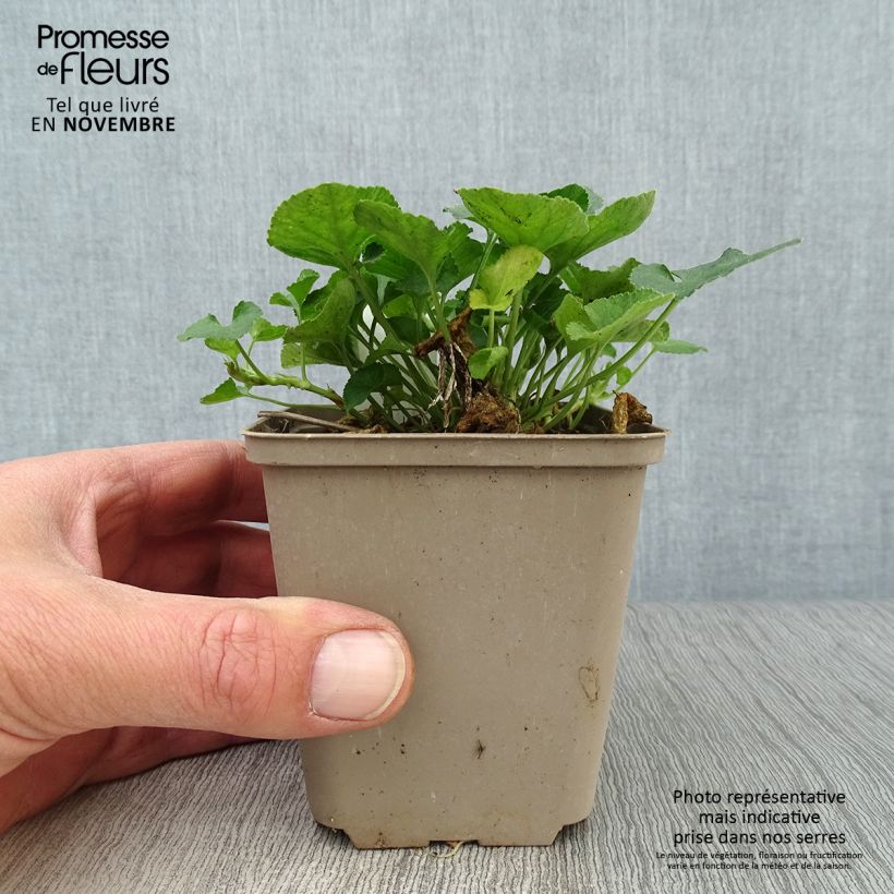 Viola odorata Reine Des Blanches 8/9 cm pot sample as delivered in autumn