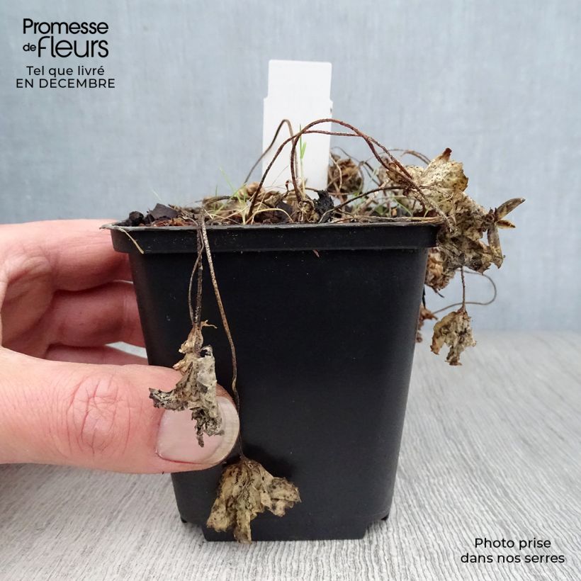 Viola sororia Albiflora 8/9 cm pot sample as delivered in winter