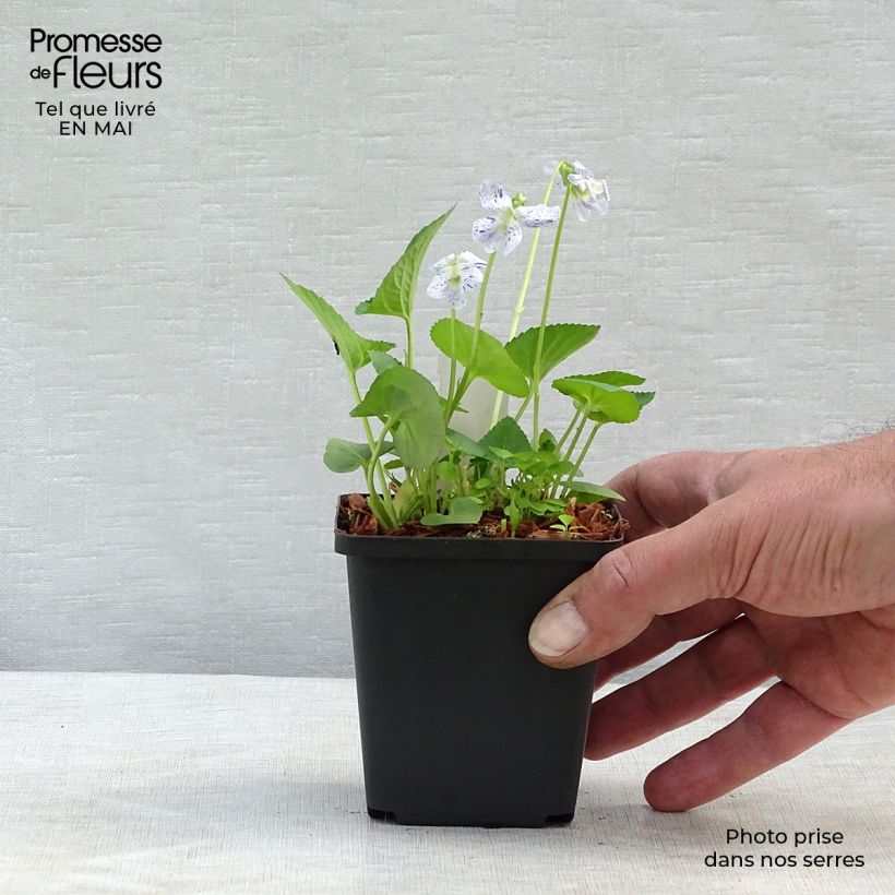 Viola sororia Freckles 8/9 cm pot sample as delivered in spring