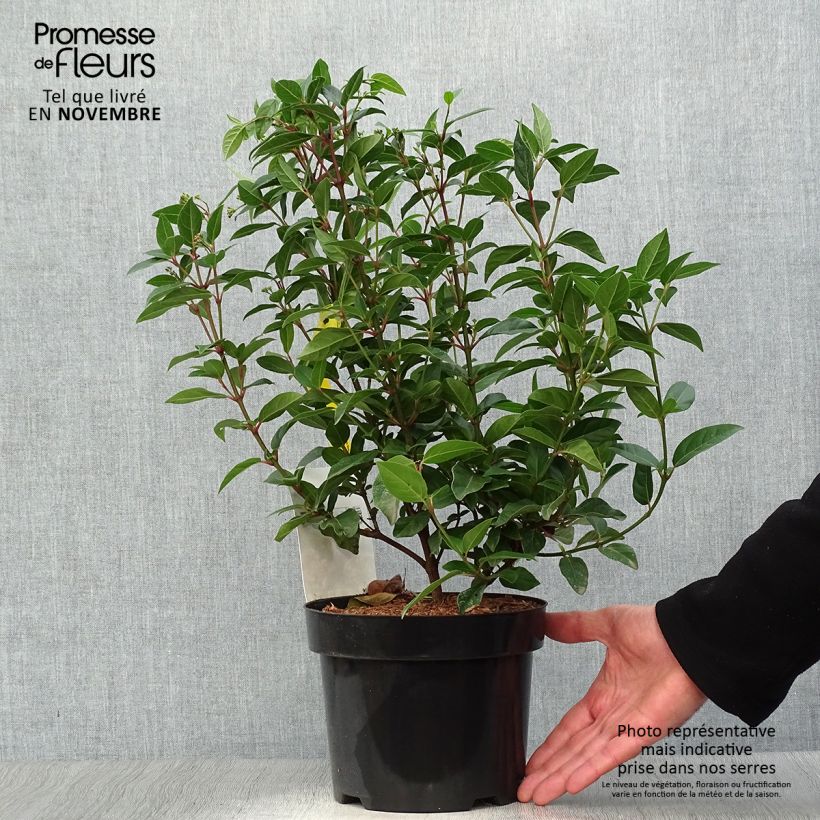 Viburnum tinus Spirit 1.5L/2L pot sample as delivered in autumn