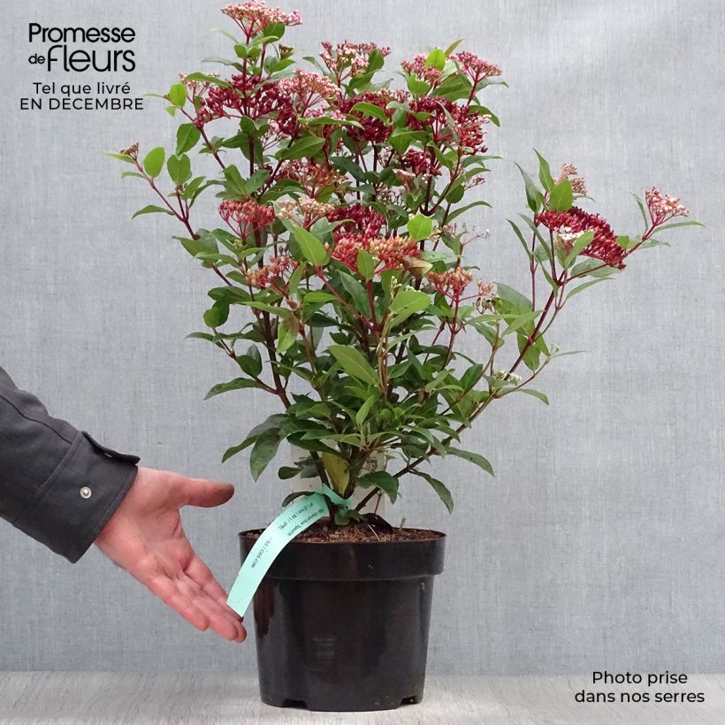 Viburnum tinus Spirit 1.5L/2L pot sample as delivered in winter