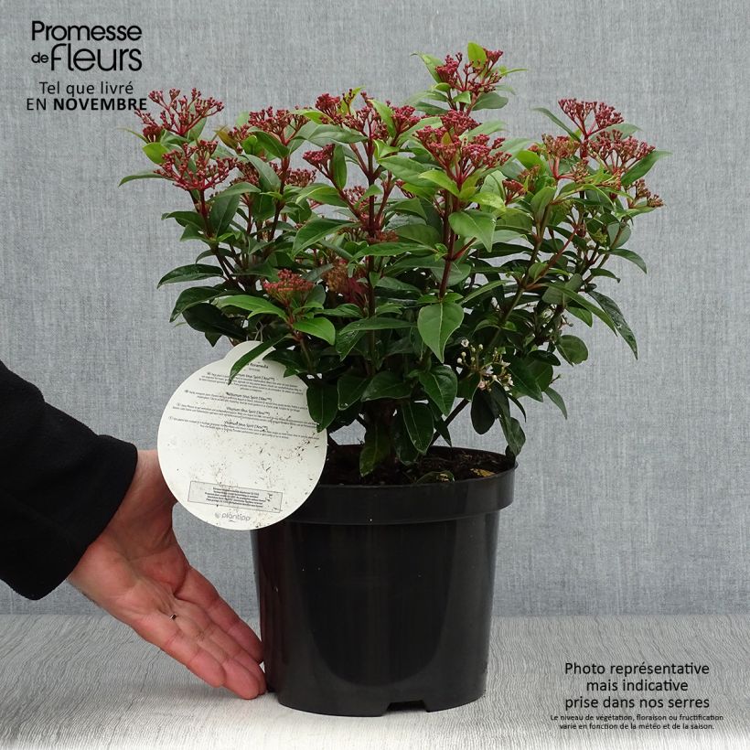 Viburnum tinus Spirit 3L/4L pot sample as delivered in autumn