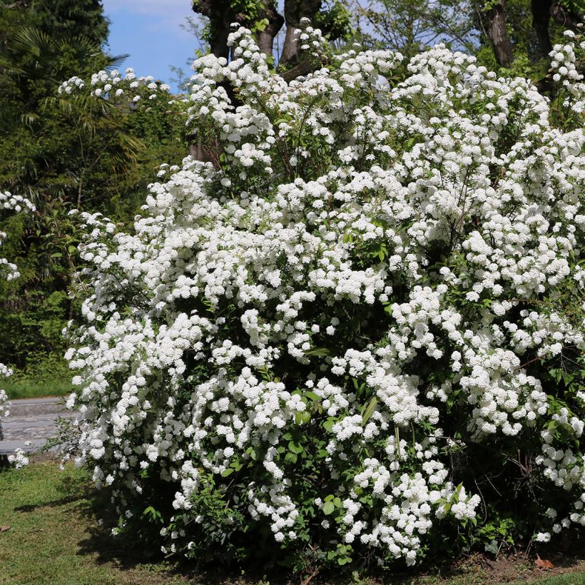 Viburnum tinus - Laurustinus (Plant habit)