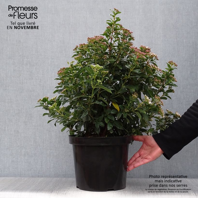 Viburnum tinus - Laurustinus 7.5L/10L pot sample as delivered in autumn