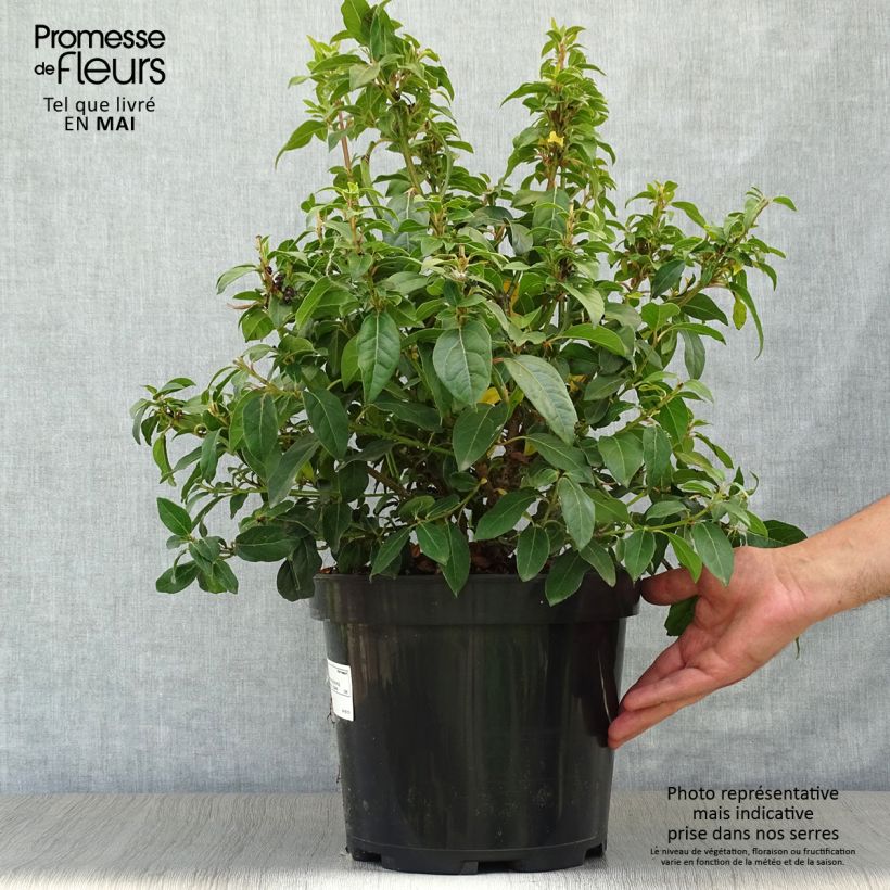 Viburnum tinus - Laurustinus 7.5L/10L pot sample as delivered in spring