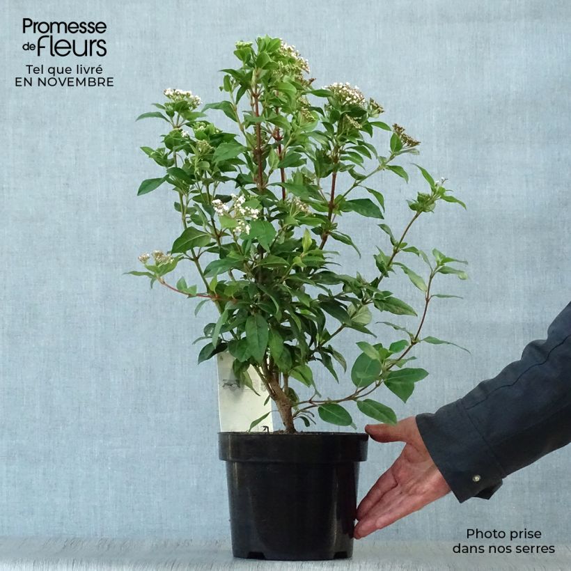 Viburnum tinus - Laurustinus 2L/3L pot sample as delivered in autumn