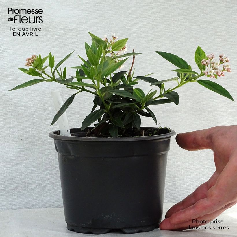 Viburnum tinus - Laurustinus 2L/3L pot sample as delivered in spring