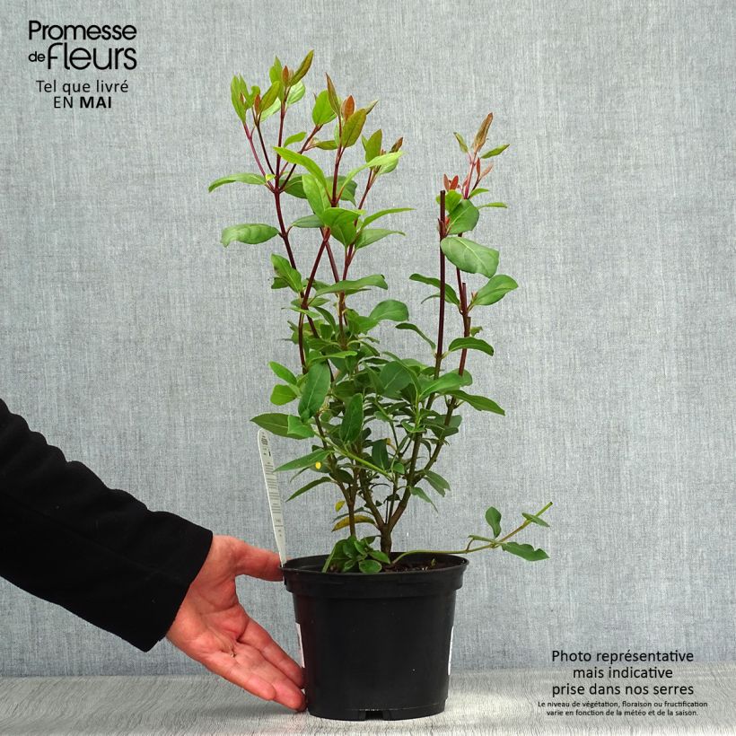 Viburnum tinus Gwenllian 2L/3L pot sample as delivered in spring