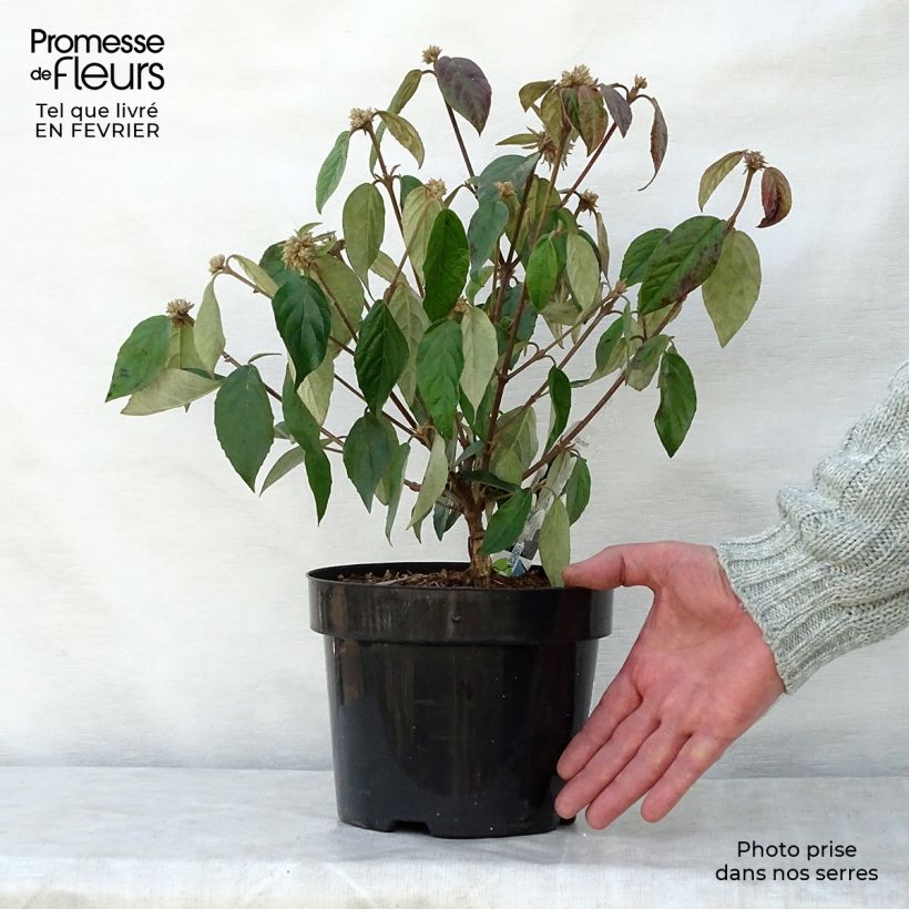 Viburnum  utile Eskimo 2L/3L pot sample as delivered in winter