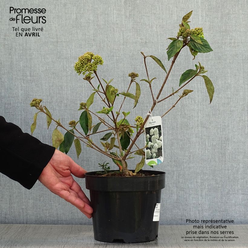 Viburnum  utile Eskimo 2L/3L pot sample as delivered in spring